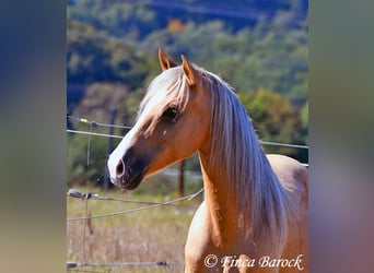 Andaluces, Caballo castrado, 5 años, 146 cm, Palomino