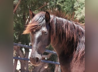 Andaluces, Caballo castrado, 5 años, 147 cm, Negro