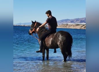 Andaluces, Caballo castrado, 5 años, 147 cm, Negro