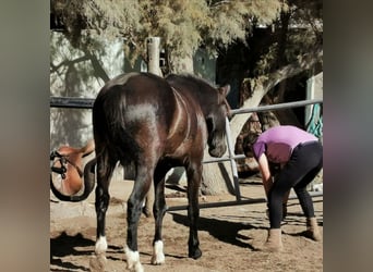 Andaluces, Caballo castrado, 5 años, 147 cm, Negro