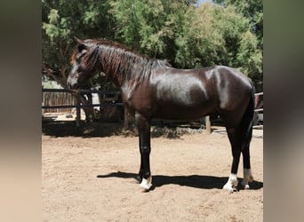 Andaluces, Caballo castrado, 5 años, 147 cm, Negro