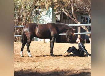 Andaluces, Caballo castrado, 5 años, 147 cm, Negro