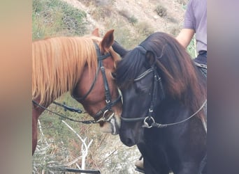 Andaluces, Caballo castrado, 5 años, 147 cm, Negro