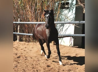 Andaluces, Caballo castrado, 5 años, 147 cm, Negro