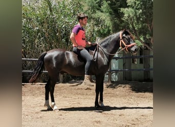 Andaluces, Caballo castrado, 5 años, 147 cm, Negro