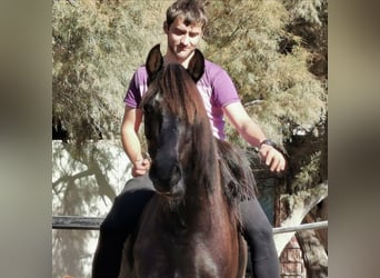 Andaluces, Caballo castrado, 5 años, 147 cm, Negro