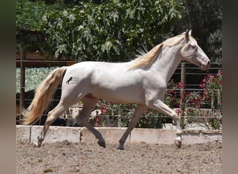 Andaluces, Caballo castrado, 5 años, 149 cm, Cremello