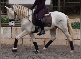 Andaluces, Caballo castrado, 5 años, 149 cm, Cremello