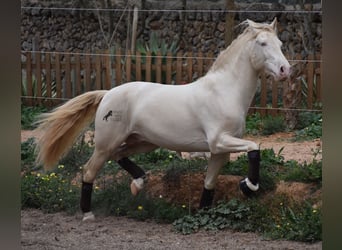 Andaluces, Caballo castrado, 5 años, 149 cm, Cremello