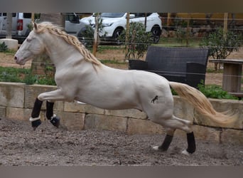 Andaluces, Caballo castrado, 5 años, 149 cm, Cremello