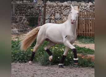 Andaluces, Caballo castrado, 5 años, 149 cm, Cremello