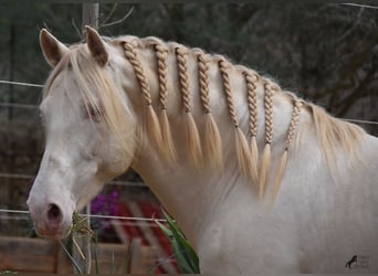 Andaluces, Caballo castrado, 5 años, 149 cm, Cremello