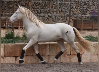 Andaluces, Caballo castrado, 5 años, 149 cm, Cremello