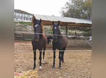 Andaluces, Caballo castrado, 5 años, 150 cm, Negro