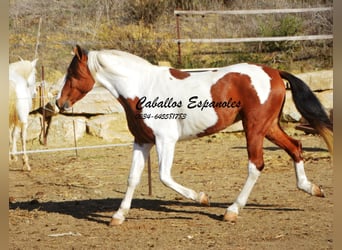 Andaluces, Caballo castrado, 5 años, 150 cm, Pío