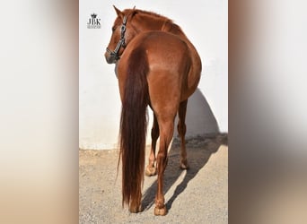 Andaluces, Caballo castrado, 5 años, 151 cm, Alazán