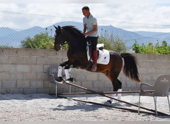 Andaluces, Caballo castrado, 5 años, 151 cm, Castaño oscuro