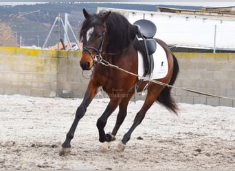 Andaluces, Caballo castrado, 5 años, 151 cm, Castaño oscuro