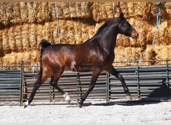Andaluces, Caballo castrado, 5 años, 151 cm, Castaño oscuro