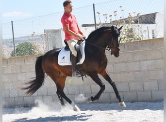 Andaluces, Caballo castrado, 5 años, 151 cm, Castaño oscuro