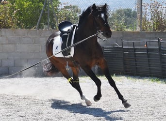 Andaluces, Caballo castrado, 5 años, 151 cm, Castaño oscuro