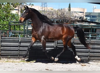 Andaluces, Caballo castrado, 5 años, 151 cm, Castaño oscuro