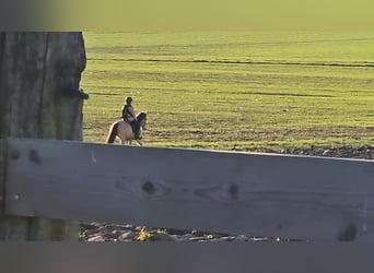 Andaluces, Caballo castrado, 5 años, 152 cm, Bayo