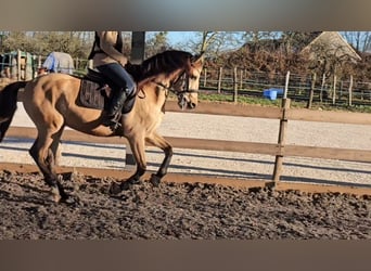 Andaluces, Caballo castrado, 5 años, 152 cm, Bayo