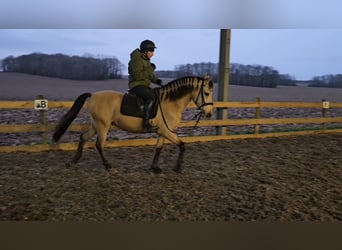 Andaluces, Caballo castrado, 5 años, 152 cm, Bayo