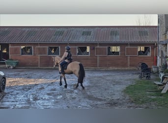 Andaluces, Caballo castrado, 5 años, 152 cm, Bayo