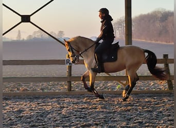 Andaluces, Caballo castrado, 5 años, 152 cm, Bayo