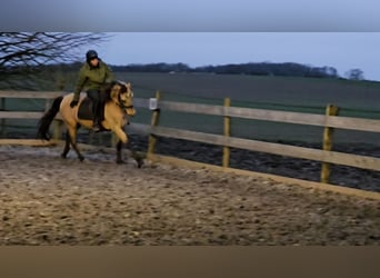 Andaluces, Caballo castrado, 5 años, 152 cm, Bayo