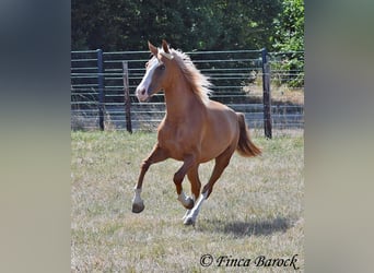 Andaluces, Caballo castrado, 5 años, 152 cm, Palomino