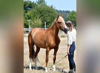 Andaluces, Caballo castrado, 5 años, 152 cm, Palomino
