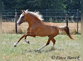 Andaluces, Caballo castrado, 5 años, 152 cm, Palomino