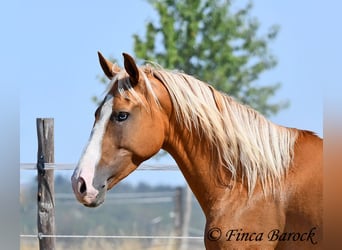 Andaluces, Caballo castrado, 5 años, 152 cm, Palomino
