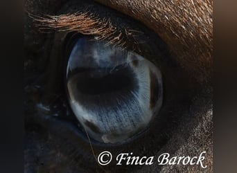 Andaluces, Caballo castrado, 5 años, 152 cm, Palomino