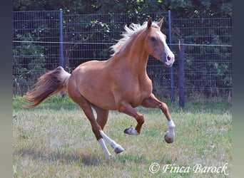 Andaluces, Caballo castrado, 5 años, 152 cm, Palomino