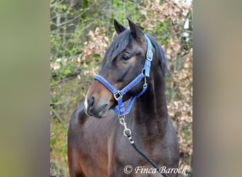 Andaluces, Caballo castrado, 5 años, 153 cm, Castaño