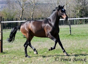 Andaluces, Caballo castrado, 5 años, 153 cm, Castaño
