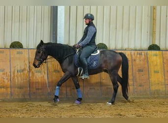 Andaluces, Caballo castrado, 5 años, 153 cm, Castaño