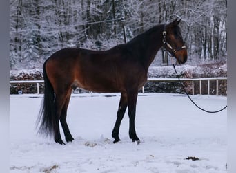 Andaluces, Caballo castrado, 5 años, 153 cm, Castaño