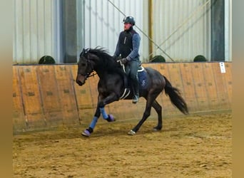 Andaluces, Caballo castrado, 5 años, 153 cm, Castaño