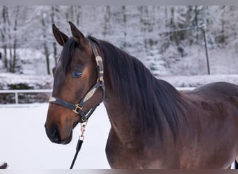 Andaluces, Caballo castrado, 5 años, 153 cm, Castaño