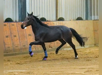 Andaluces, Caballo castrado, 5 años, 153 cm, Castaño