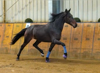 Andaluces, Caballo castrado, 5 años, 153 cm, Castaño