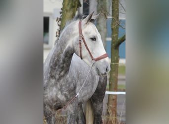 Andaluces Mestizo, Caballo castrado, 5 años, 153 cm, Tordo