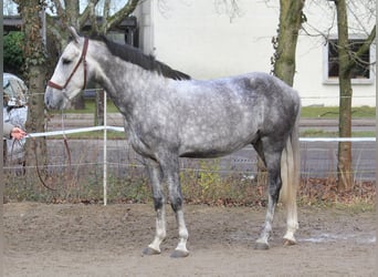 Andaluces Mestizo, Caballo castrado, 5 años, 153 cm, Tordo