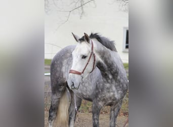 Andaluces Mestizo, Caballo castrado, 5 años, 153 cm, Tordo