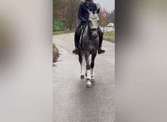 Andaluces Mestizo, Caballo castrado, 5 años, 153 cm, Tordo